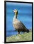 Ruddy-headed Goose in tidal area of Carcass Island, Falkland Islands-Martin Zwick-Framed Photographic Print