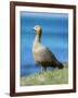 Ruddy-headed Goose in tidal area of Carcass Island, Falkland Islands-Martin Zwick-Framed Photographic Print