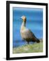 Ruddy-headed Goose in tidal area of Carcass Island, Falkland Islands-Martin Zwick-Framed Photographic Print