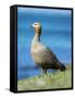 Ruddy-headed Goose in tidal area of Carcass Island, Falkland Islands-Martin Zwick-Framed Stretched Canvas