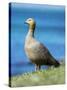 Ruddy-headed Goose in tidal area of Carcass Island, Falkland Islands-Martin Zwick-Stretched Canvas