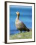 Ruddy-headed Goose in tidal area of Carcass Island, Falkland Islands-Martin Zwick-Framed Photographic Print