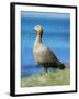 Ruddy-headed Goose in tidal area of Carcass Island, Falkland Islands-Martin Zwick-Framed Photographic Print