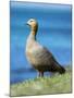 Ruddy-headed Goose in tidal area of Carcass Island, Falkland Islands-Martin Zwick-Mounted Photographic Print