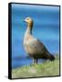 Ruddy-headed Goose in tidal area of Carcass Island, Falkland Islands-Martin Zwick-Framed Stretched Canvas