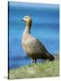 Ruddy-headed Goose in tidal area of Carcass Island, Falkland Islands-Martin Zwick-Stretched Canvas