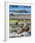 Ruddy-headed Goose in tidal area of Carcass Island, Falkland Islands-Martin Zwick-Framed Photographic Print