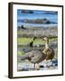 Ruddy-headed Goose in tidal area of Carcass Island, Falkland Islands-Martin Zwick-Framed Photographic Print