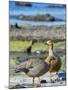 Ruddy-headed Goose in tidal area of Carcass Island, Falkland Islands-Martin Zwick-Mounted Photographic Print