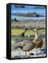 Ruddy-headed Goose in tidal area of Carcass Island, Falkland Islands-Martin Zwick-Framed Stretched Canvas