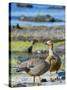 Ruddy-headed Goose in tidal area of Carcass Island, Falkland Islands-Martin Zwick-Stretched Canvas