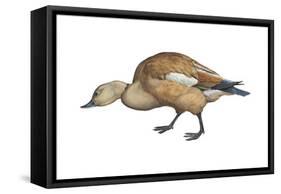 Ruddy Shelduck (Casarca Ferruginea), Duck, Birds-Encyclopaedia Britannica-Framed Stretched Canvas