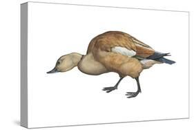 Ruddy Shelduck (Casarca Ferruginea), Duck, Birds-Encyclopaedia Britannica-Stretched Canvas