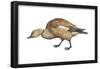 Ruddy Shelduck (Casarca Ferruginea), Duck, Birds-Encyclopaedia Britannica-Framed Poster