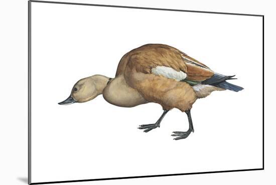 Ruddy Shelduck (Casarca Ferruginea), Duck, Birds-Encyclopaedia Britannica-Mounted Poster