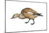 Ruddy Shelduck (Casarca Ferruginea), Duck, Birds-Encyclopaedia Britannica-Mounted Poster
