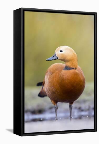 Ruddy Shelduck Drake in Winter-null-Framed Stretched Canvas