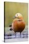 Ruddy Shelduck Drake in Winter-null-Stretched Canvas