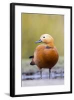 Ruddy Shelduck Drake in Winter-null-Framed Photographic Print