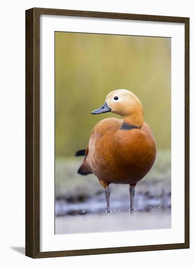 Ruddy Shelduck Drake in Winter-null-Framed Photographic Print