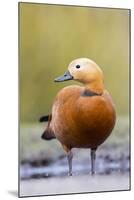 Ruddy Shelduck Drake in Winter-null-Mounted Photographic Print