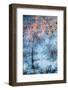 Ruddy Tree-Ursula Abresch-Framed Photographic Print