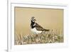 Ruddy Turnstone (Arenaria interpres) adult male, breeding plumage, standing on tundra, near Barrow-Ignacio Yufera-Framed Photographic Print