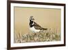 Ruddy Turnstone (Arenaria interpres) adult male, breeding plumage, standing on tundra, near Barrow-Ignacio Yufera-Framed Photographic Print