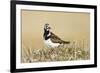 Ruddy Turnstone (Arenaria interpres) adult male, breeding plumage, standing on tundra, near Barrow-Ignacio Yufera-Framed Photographic Print