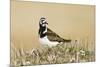 Ruddy Turnstone (Arenaria interpres) adult male, breeding plumage, standing on tundra, near Barrow-Ignacio Yufera-Mounted Photographic Print