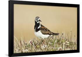 Ruddy Turnstone (Arenaria interpres) adult male, breeding plumage, standing on tundra, near Barrow-Ignacio Yufera-Framed Photographic Print