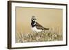 Ruddy Turnstone (Arenaria interpres) adult male, breeding plumage, standing on tundra, near Barrow-Ignacio Yufera-Framed Photographic Print