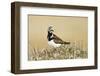 Ruddy Turnstone (Arenaria interpres) adult male, breeding plumage, standing on tundra, near Barrow-Ignacio Yufera-Framed Photographic Print