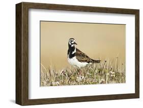 Ruddy Turnstone (Arenaria interpres) adult male, breeding plumage, standing on tundra, near Barrow-Ignacio Yufera-Framed Photographic Print