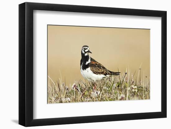 Ruddy Turnstone (Arenaria interpres) adult male, breeding plumage, standing on tundra, near Barrow-Ignacio Yufera-Framed Photographic Print