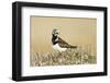 Ruddy Turnstone (Arenaria interpres) adult male, breeding plumage, standing on tundra, near Barrow-Ignacio Yufera-Framed Photographic Print