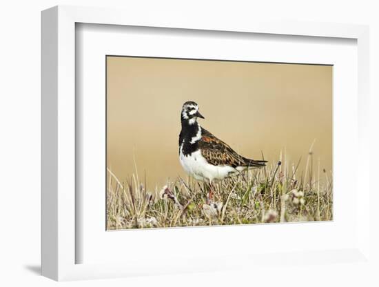 Ruddy Turnstone (Arenaria interpres) adult male, breeding plumage, standing on tundra, near Barrow-Ignacio Yufera-Framed Photographic Print