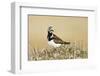 Ruddy Turnstone (Arenaria interpres) adult male, breeding plumage, standing on tundra, near Barrow-Ignacio Yufera-Framed Photographic Print