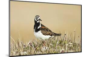 Ruddy Turnstone (Arenaria interpres) adult male, breeding plumage, standing on tundra, near Barrow-Ignacio Yufera-Mounted Photographic Print