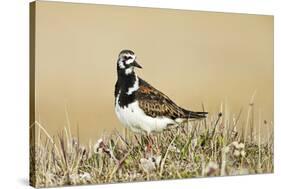 Ruddy Turnstone (Arenaria interpres) adult male, breeding plumage, standing on tundra, near Barrow-Ignacio Yufera-Stretched Canvas