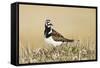 Ruddy Turnstone (Arenaria interpres) adult male, breeding plumage, standing on tundra, near Barrow-Ignacio Yufera-Framed Stretched Canvas