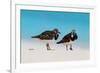 Ruddy Turnstone (Arenaria interpres) two adults, breeding plumage, standing on beach, Bird Island-Bob Langrish-Framed Photographic Print