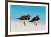 Ruddy Turnstone (Arenaria interpres) two adults, breeding plumage, standing on beach, Bird Island-Bob Langrish-Framed Photographic Print