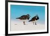 Ruddy Turnstone (Arenaria interpres) two adults, breeding plumage, standing on beach, Bird Island-Bob Langrish-Framed Photographic Print