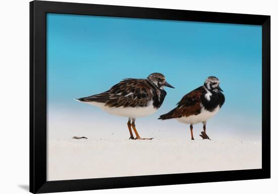 Ruddy Turnstone (Arenaria interpres) two adults, breeding plumage, standing on beach, Bird Island-Bob Langrish-Framed Photographic Print