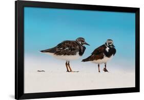 Ruddy Turnstone (Arenaria interpres) two adults, breeding plumage, standing on beach, Bird Island-Bob Langrish-Framed Photographic Print