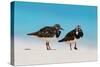 Ruddy Turnstone (Arenaria interpres) two adults, breeding plumage, standing on beach, Bird Island-Bob Langrish-Stretched Canvas