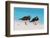 Ruddy Turnstone (Arenaria interpres) two adults, breeding plumage, standing on beach, Bird Island-Bob Langrish-Framed Photographic Print