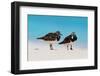 Ruddy Turnstone (Arenaria interpres) two adults, breeding plumage, standing on beach, Bird Island-Bob Langrish-Framed Photographic Print