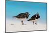 Ruddy Turnstone (Arenaria interpres) two adults, breeding plumage, standing on beach, Bird Island-Bob Langrish-Mounted Photographic Print